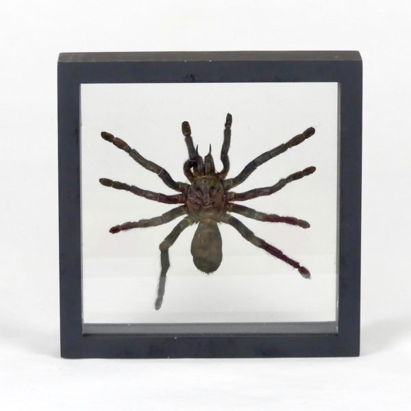 Taxidermie mygale (face)