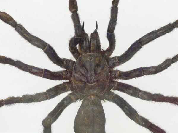 Taxidermie mygale (détail)