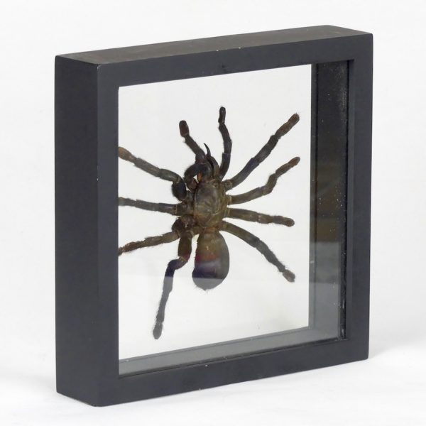 Taxidermie mygale (3/4)