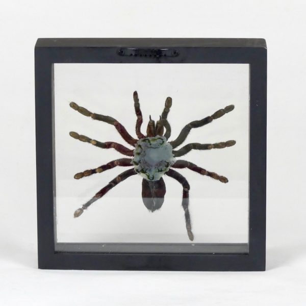 Taxidermie mygale (dos)