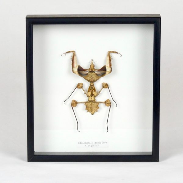 Taxidermie mante religieuse (face)