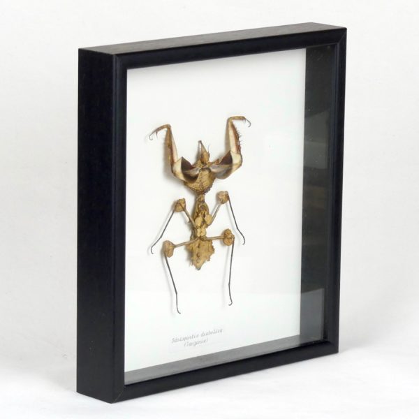 Taxidermie mante religieuse (3/4)