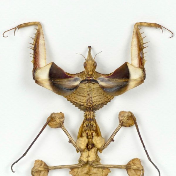 Taxidermie mante religieuse (détail)