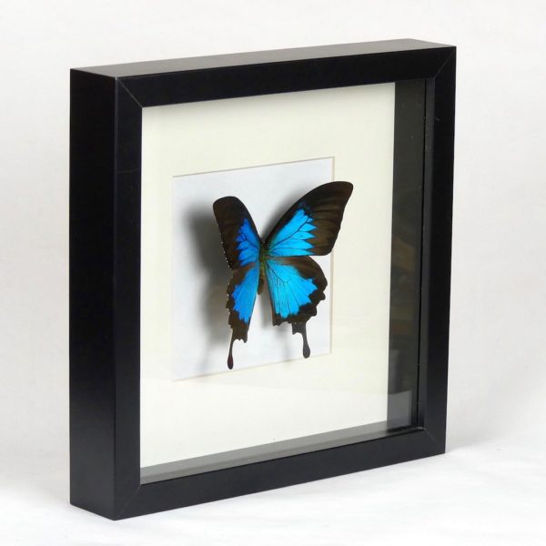 Taxidermie papillon Ulysse (3/4)