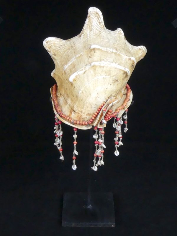 Coquillage Cassis cornuta (face)