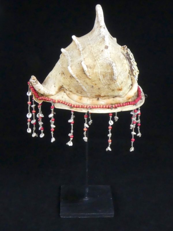 Coquillage Cassis cornuta (profil)