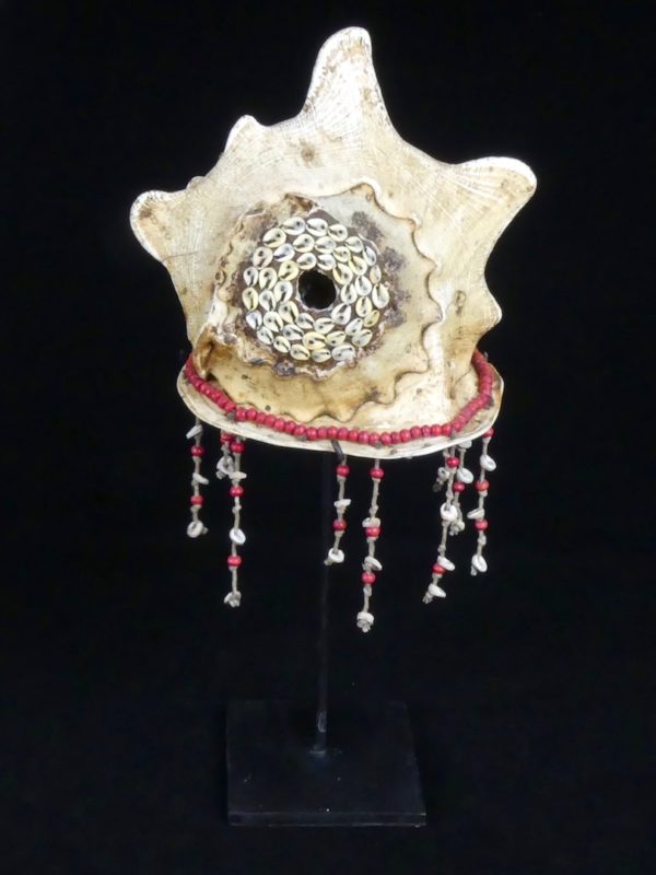 Coquillage Cassis cornuta (dos conque)