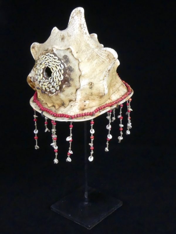 Coquillage Cassis cornuta (3/4 dos conque)