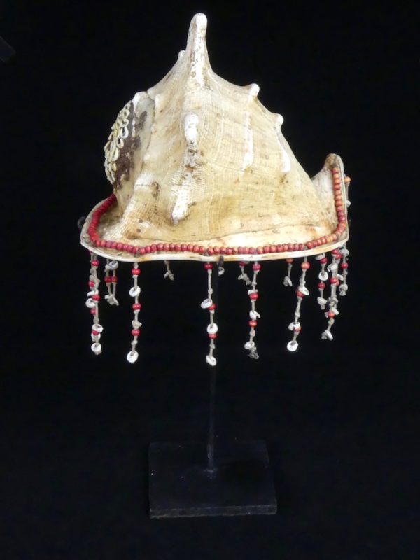 Coquillage Cassis cornuta (profil 2)