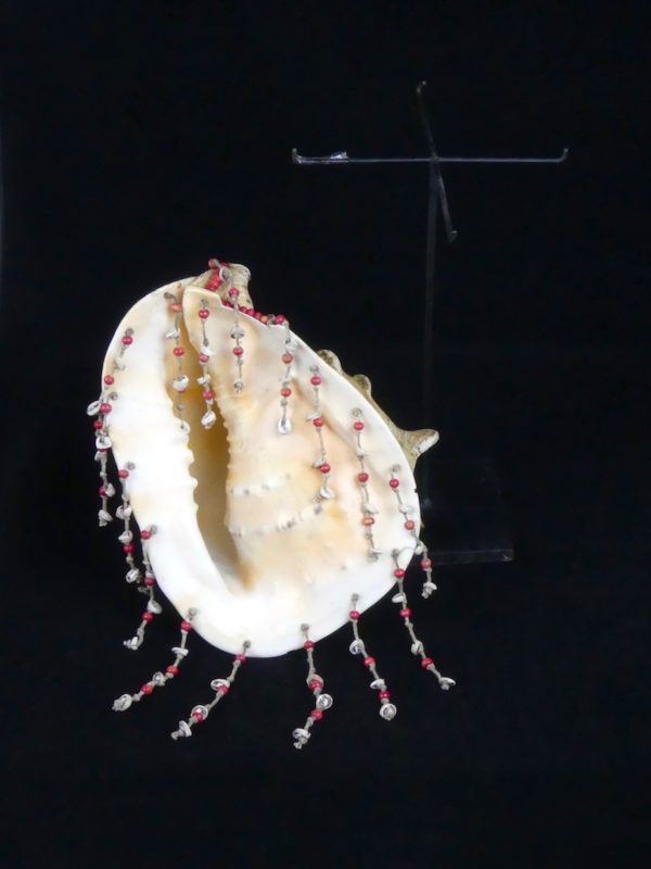 Coquillage Cassis cornuta (dessous et pied)