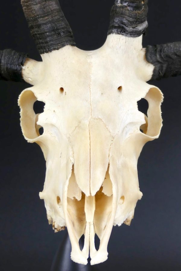 Mouton de Jacob (face)