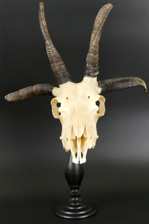Mouton de Jacob