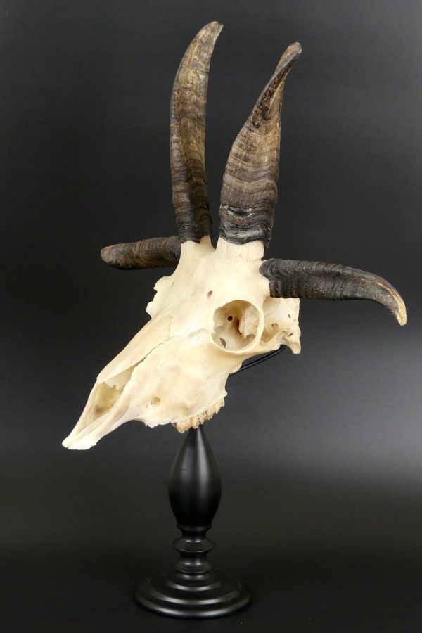 Mouton de Jacob (3/4)