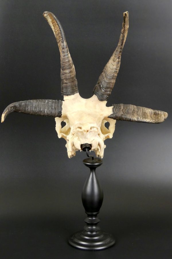 Mouton de Jacob (dos)