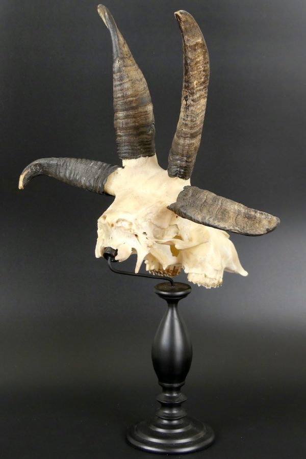 Mouton de Jacob (3/4 dos)