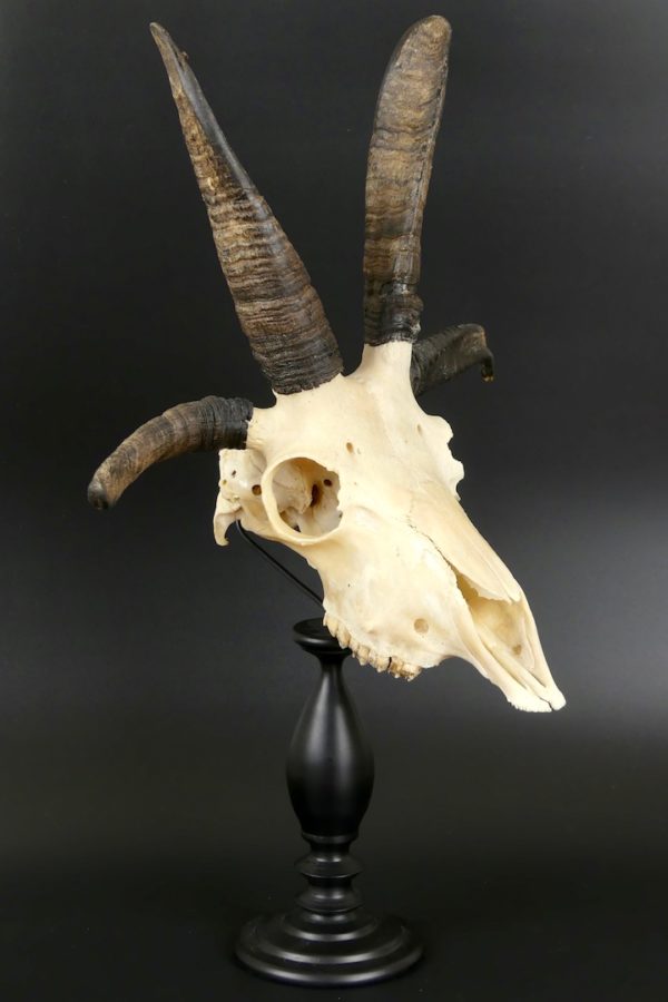 Mouton de Jacob (3/4-2)