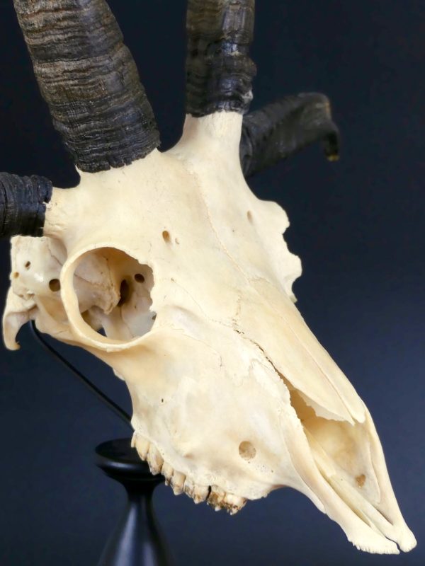 Mouton de Jacob (3/4-détail)