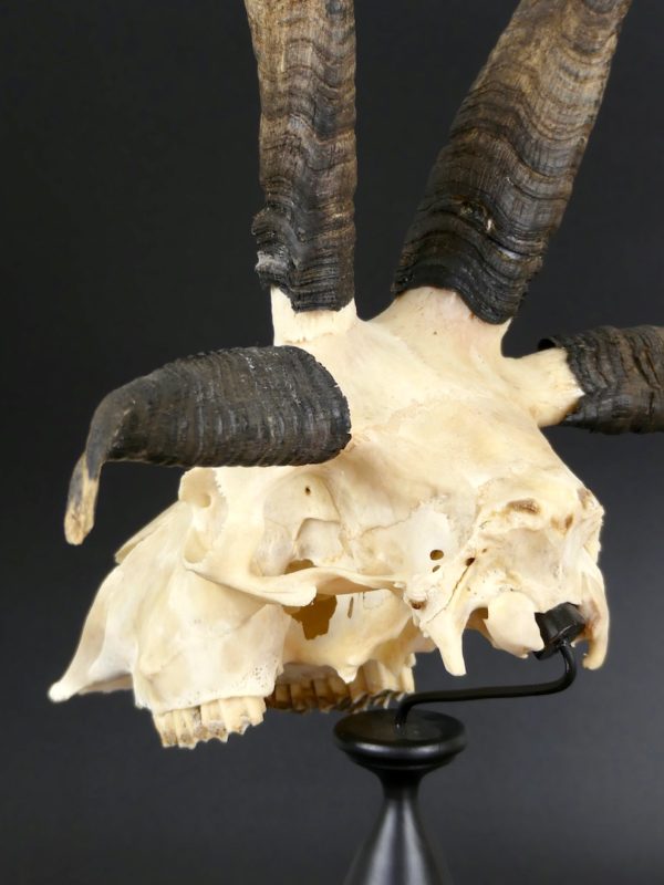 Mouton de Jacob (3/4 dos - détail)