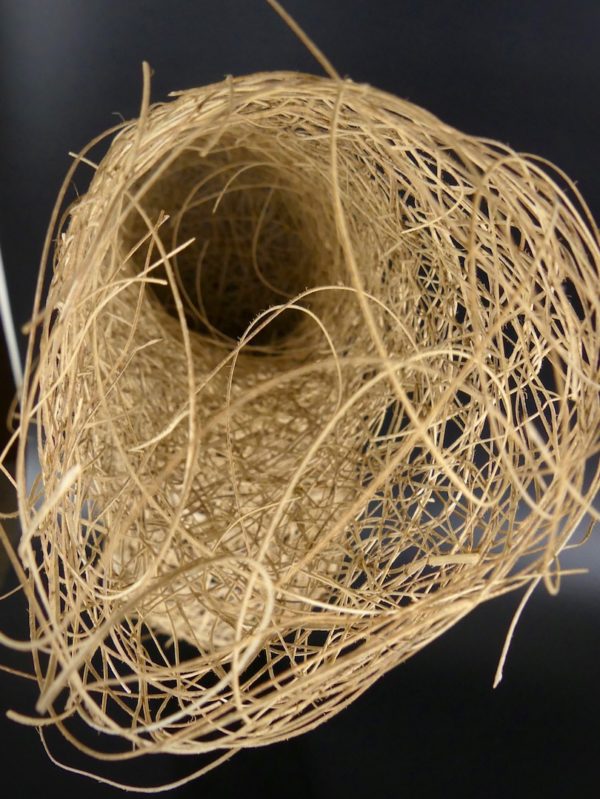 Nid de Tisserin (intérieur)