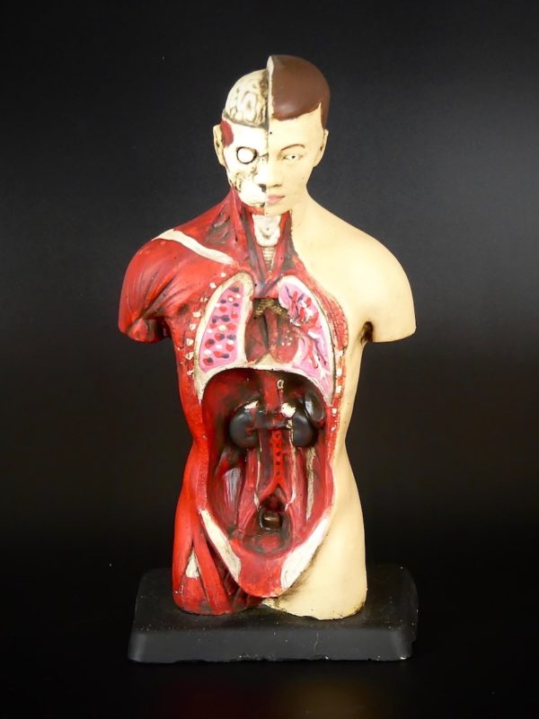 Petit écorché en plâtre (face)