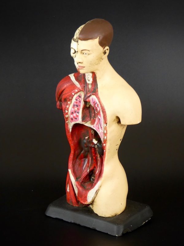 Petit écorché en plâtre (3/4 2)