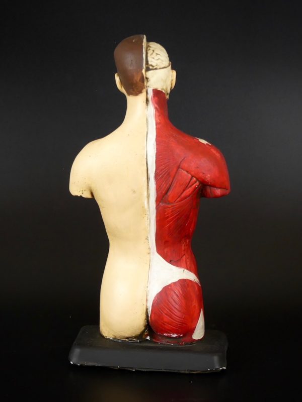 Petit écorché en plâtre (dos)