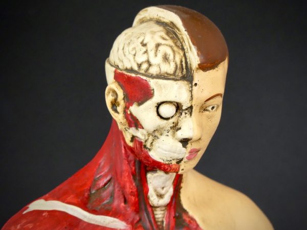 Petit écorché en plâtre (détail 2)