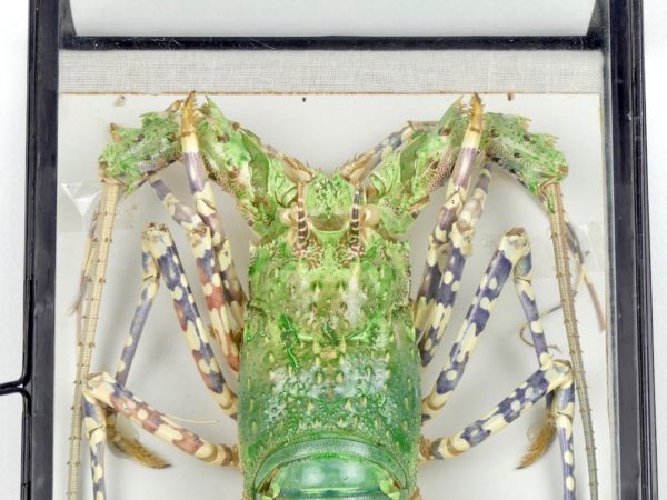 Langouste verte (tête)