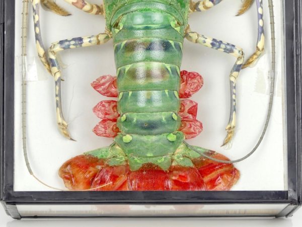 Langouste verte (queue)