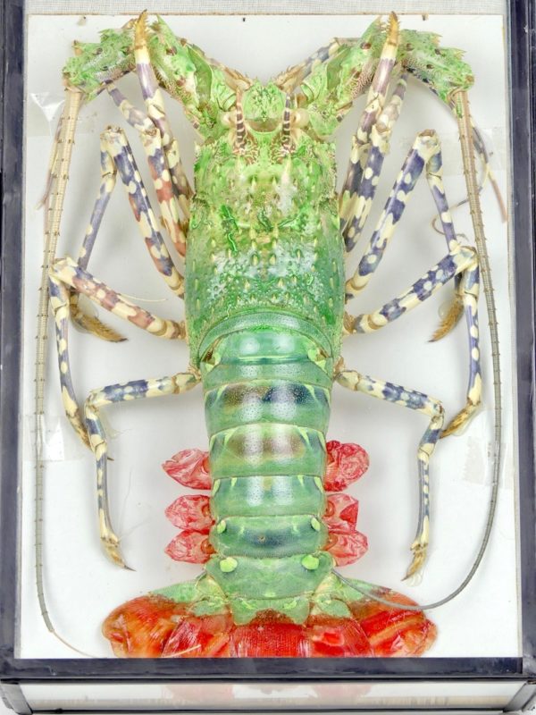 Langouste verte (face)