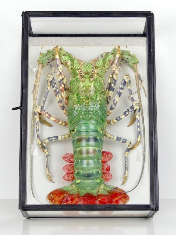 Langouste verte