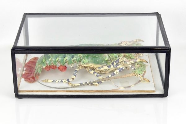 Langouste verte (profil)