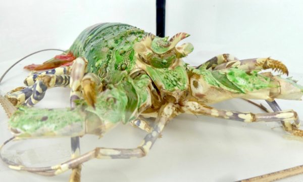 Langouste verte (détail)