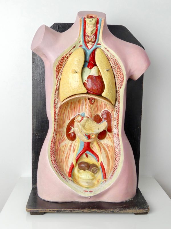Buste anatomie clastique (face)