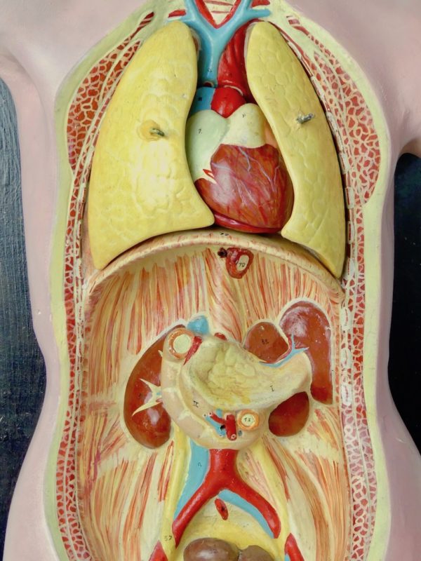 Buste anatomie clastique (face détail)