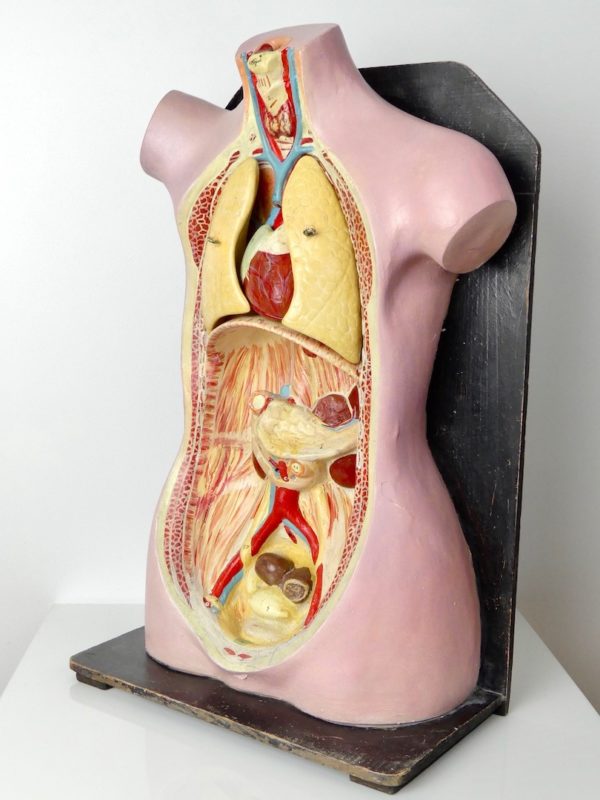 Buste anatomie clastique (3/4)