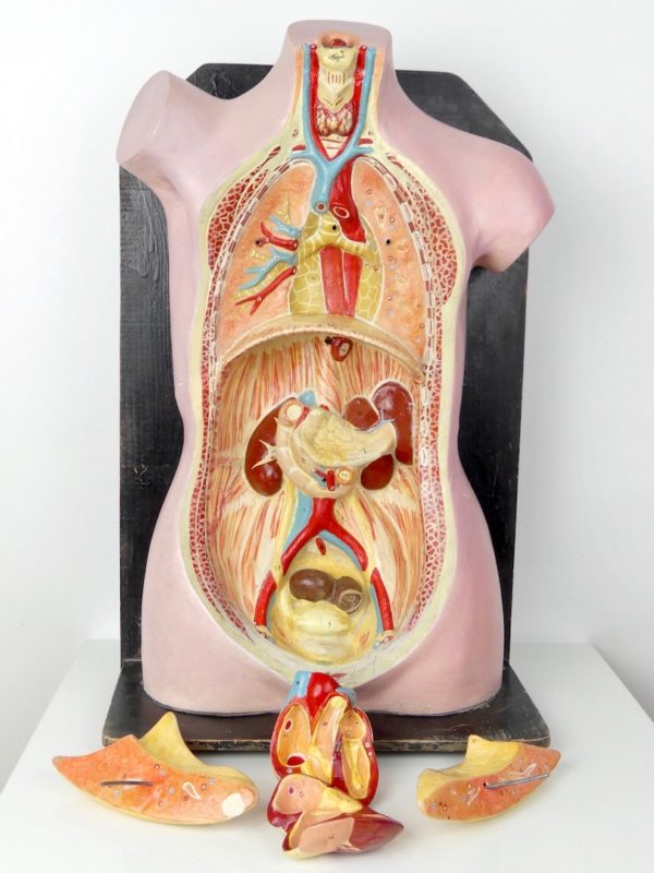Buste anatomie clastique (organes)