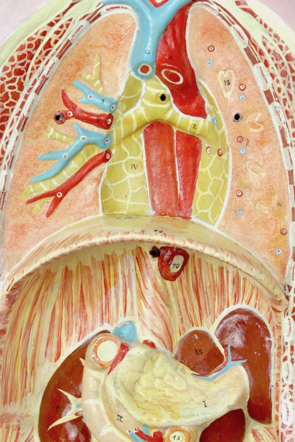 Buste anatomie clastique (détail)