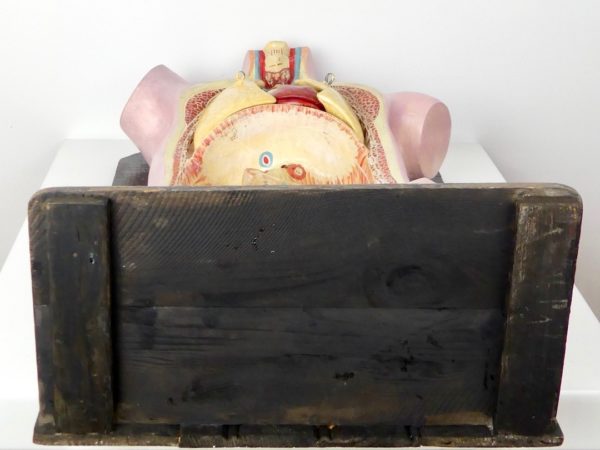 Buste anatomie clastique (fond)