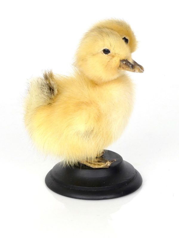 Taxidermie caneton bicéphale (profil)