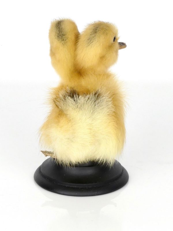 Taxidermie caneton bicéphale (dos)