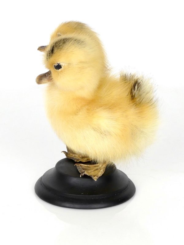 Taxidermie caneton bicéphale (profil 2)