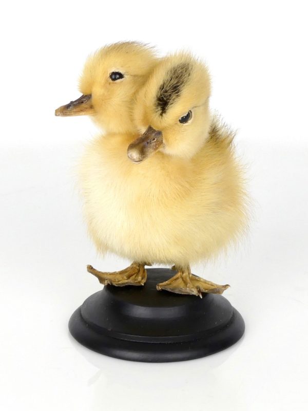 Taxidermie caneton bicéphale (3/4)