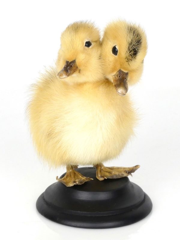 Taxidermie caneton bicéphale (face)