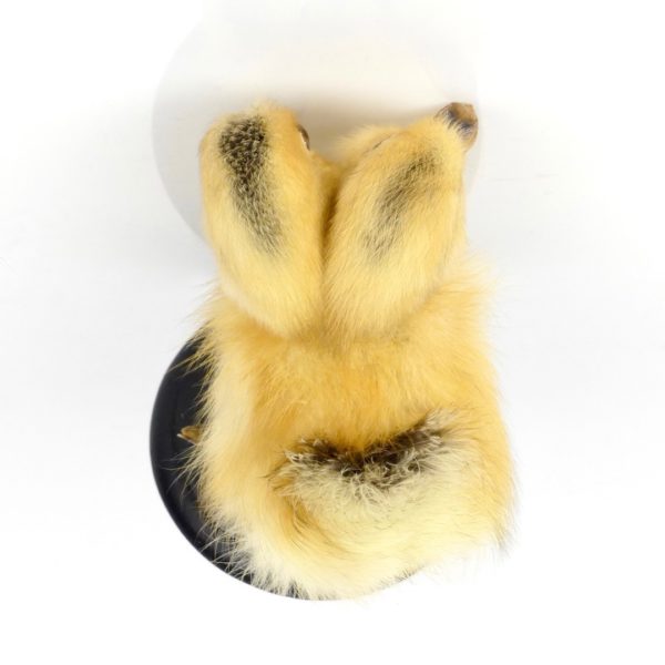 Taxidermie caneton bicéphale (dessus)