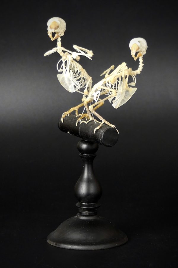 Squelettes de canaris (3/4)