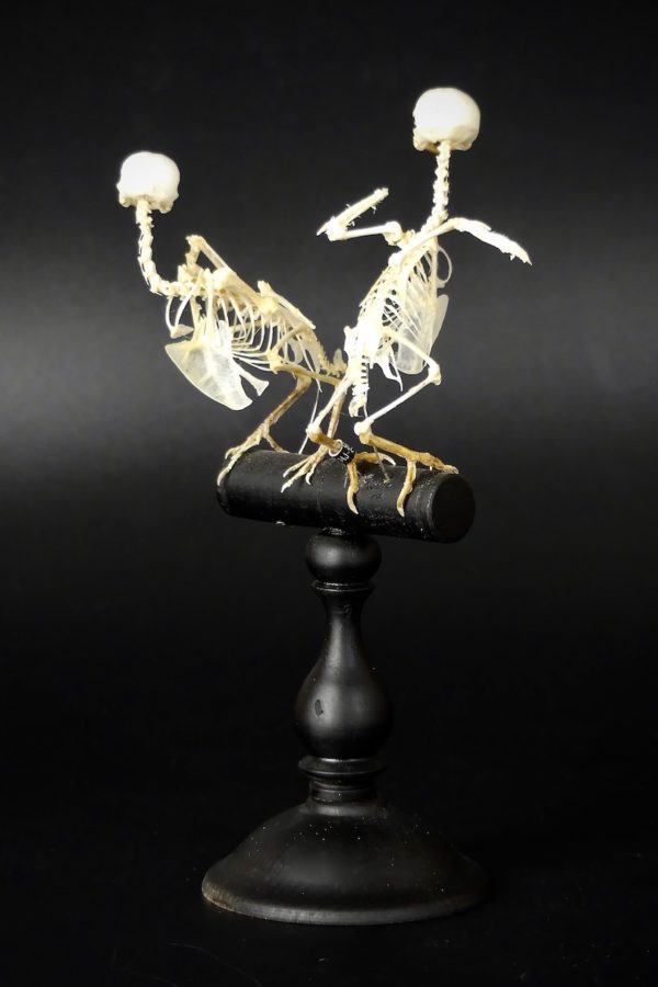 Squelettes de canaris (dos)