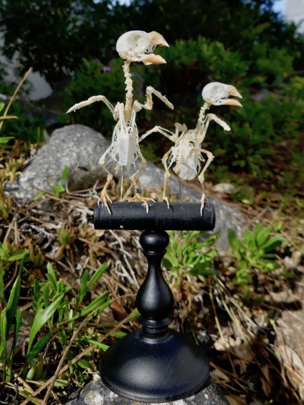 Squelettes de canaris (in situ)