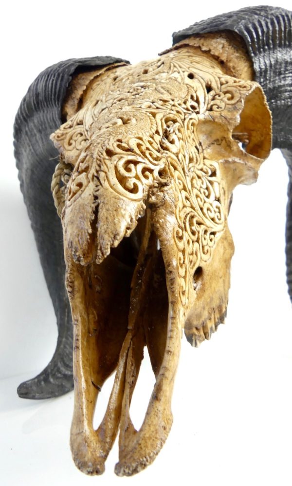 Crâne de chèvre javanaise (détail)