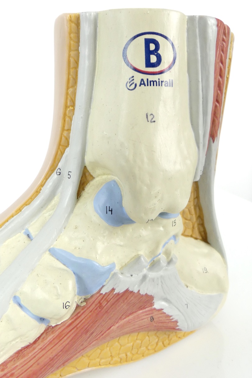Modèle anatomique de pied en coupe polychrome - OVIRY
